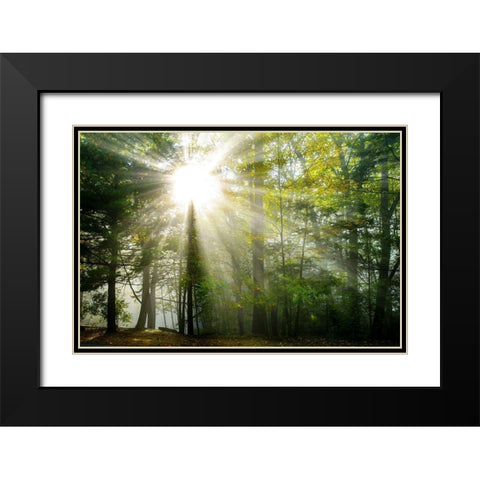 Light and Trees II Black Modern Wood Framed Art Print with Double Matting by Foulke, Doug