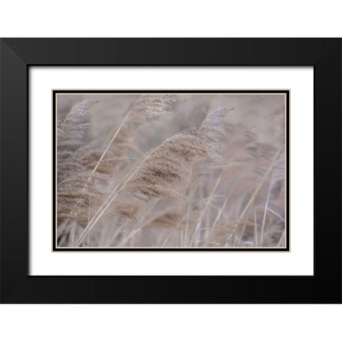 Pampas Field I Black Modern Wood Framed Art Print with Double Matting by Weisz, Irene