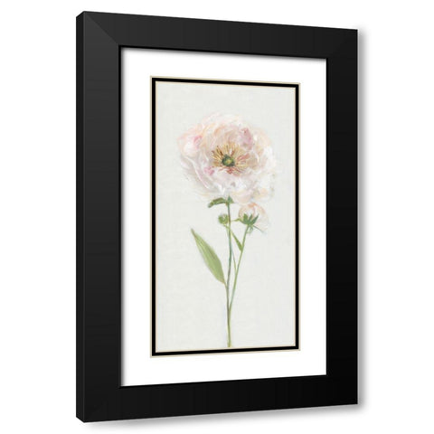 Single Stem Peony II Black Modern Wood Framed Art Print with Double Matting by Swatland, Sally