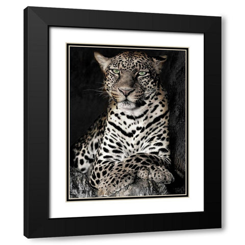 African Leopard Black Modern Wood Framed Art Print with Double Matting by Jaynes, William D.