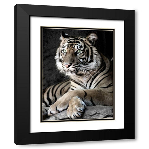 Sumatran Tiger Black Modern Wood Framed Art Print with Double Matting by Aubert, Tananarive