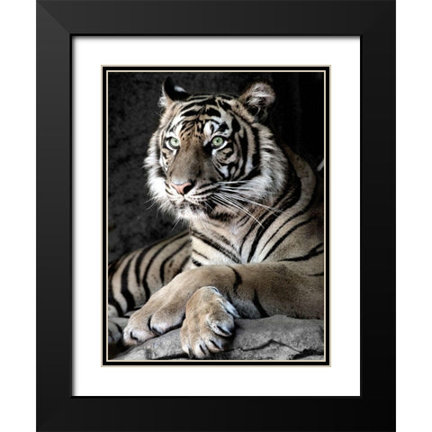 Sumatran Tiger Black Modern Wood Framed Art Print with Double Matting by Aubert, Tananarive