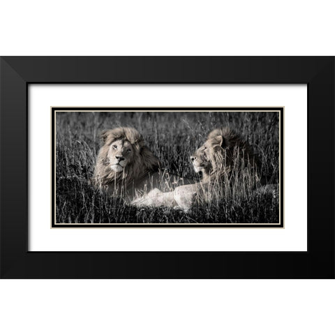 Mara Lions Black Modern Wood Framed Art Print with Double Matting by Jones, Alison