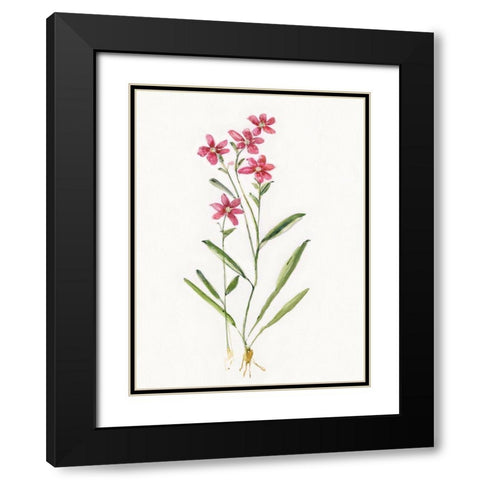 Delicate Pink II Black Modern Wood Framed Art Print with Double Matting by Swatland, Sally
