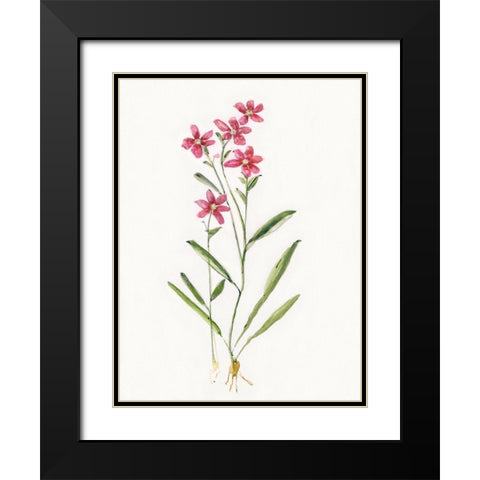 Delicate Pink II Black Modern Wood Framed Art Print with Double Matting by Swatland, Sally