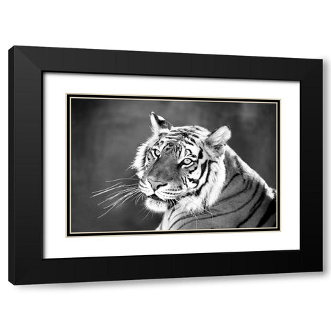 Jungle Cat Black Modern Wood Framed Art Print with Double Matting by Jaynes, William D.