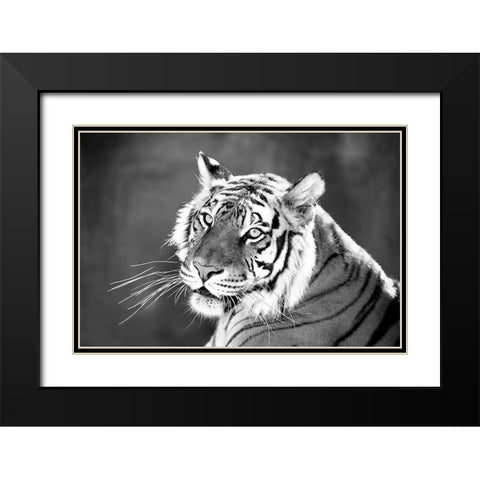 Jungle Cat Black Modern Wood Framed Art Print with Double Matting by Jaynes, William D.