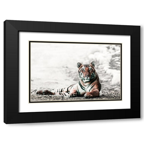 Jungle Bengal Black Modern Wood Framed Art Print with Double Matting by Rajput, Jagdeep