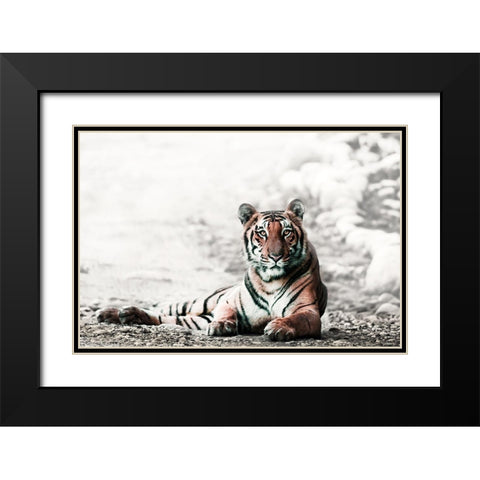 Jungle Bengal Black Modern Wood Framed Art Print with Double Matting by Rajput, Jagdeep