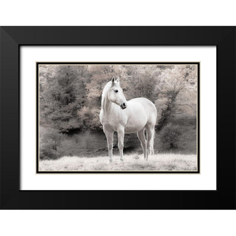 White Mare Black Modern Wood Framed Art Print with Double Matting by Jannsen, Brian