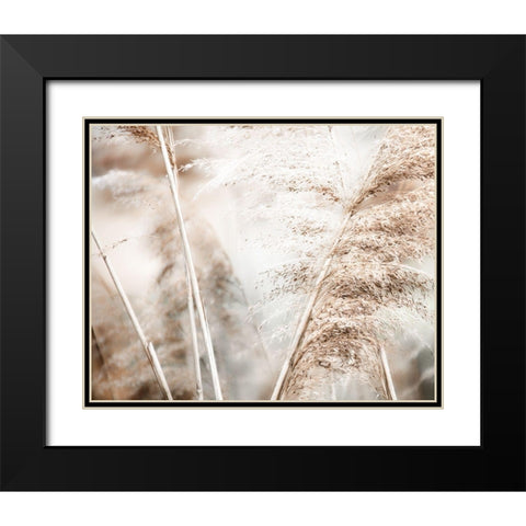 Soft Pampas Breeze Black Modern Wood Framed Art Print with Double Matting by Weisz, Irene