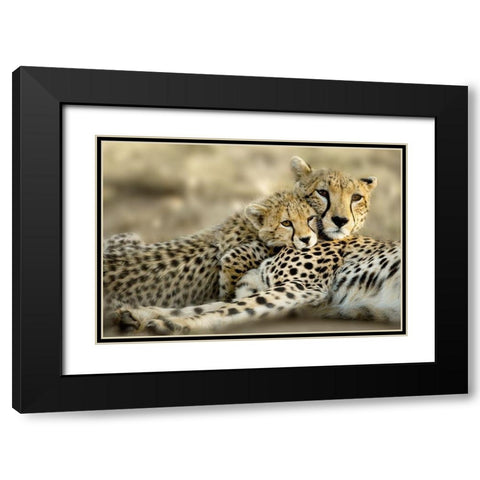 Kenya Cub Black Modern Wood Framed Art Print with Double Matting by Delimont, Danita