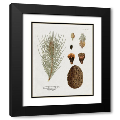 Botanical Pine Black Modern Wood Framed Art Print with Double Matting by Donovan, Kelly
