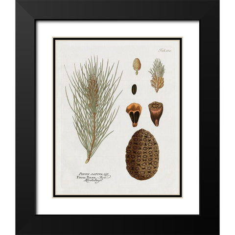Botanical Pine Black Modern Wood Framed Art Print with Double Matting by Donovan, Kelly