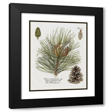 Botanical Spruce Black Modern Wood Framed Art Print with Double Matting by Donovan, Kelly