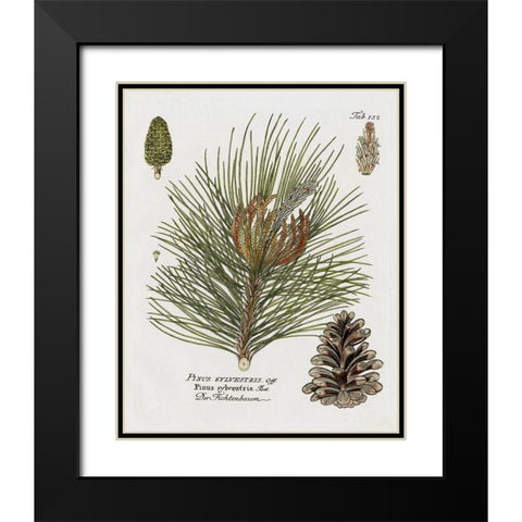 Botanical Spruce Black Modern Wood Framed Art Print with Double Matting by Donovan, Kelly