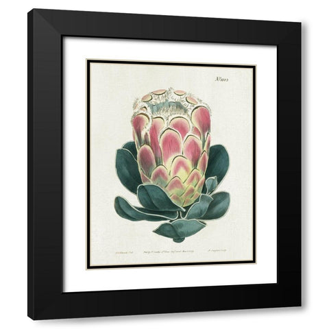 Protea N83 Black Modern Wood Framed Art Print with Double Matting by Donovan, Kelly