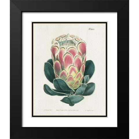 Protea N83 Black Modern Wood Framed Art Print with Double Matting by Donovan, Kelly