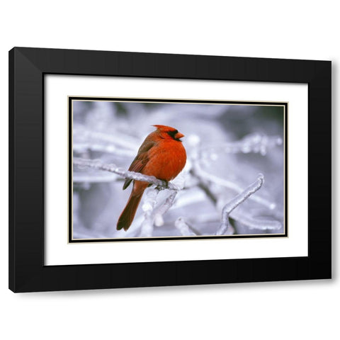 Winter Cardinal Black Modern Wood Framed Art Print with Double Matting by Delimont, Danita