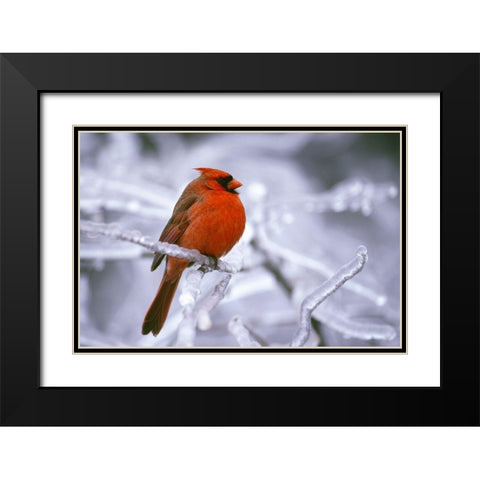 Winter Cardinal Black Modern Wood Framed Art Print with Double Matting by Delimont, Danita