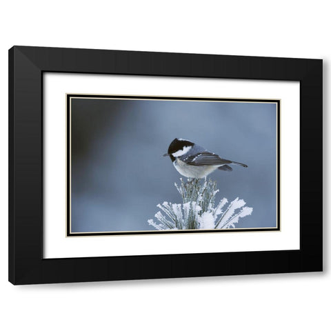 Snowy Pine Black Modern Wood Framed Art Print with Double Matting by Delimont, Danita