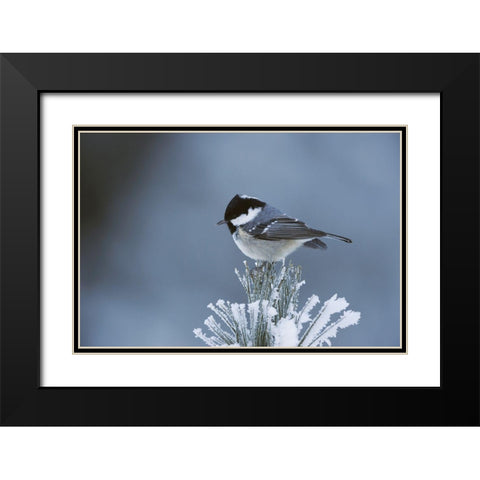 Snowy Pine Black Modern Wood Framed Art Print with Double Matting by Delimont, Danita