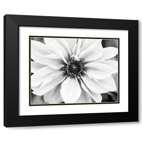Hello Daisy Black Modern Wood Framed Art Print with Double Matting by Delimont, Danita