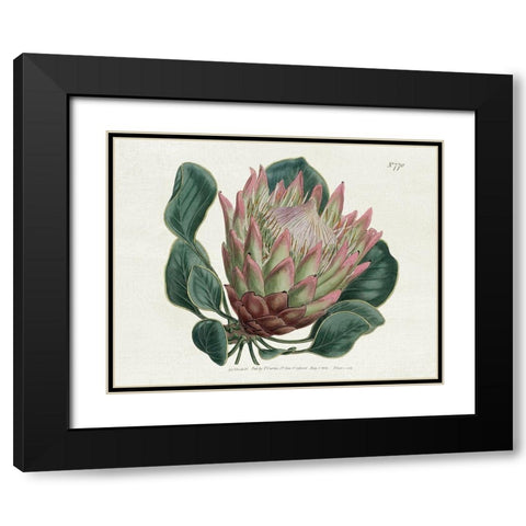 Protea N70 Black Modern Wood Framed Art Print with Double Matting by Donovan, Kelly