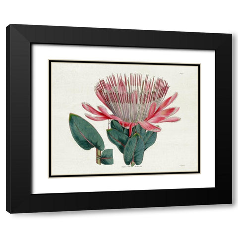 Protea N17 Black Modern Wood Framed Art Print with Double Matting by Donovan, Kelly