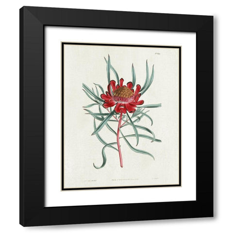 Protea N94 Black Modern Wood Framed Art Print with Double Matting by Donovan, Kelly