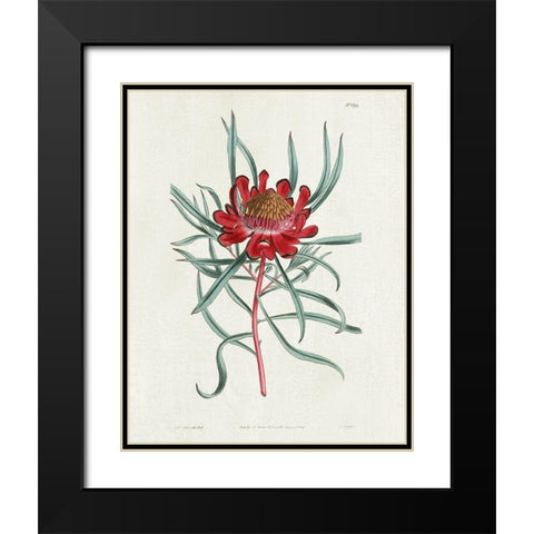 Protea N94 Black Modern Wood Framed Art Print with Double Matting by Donovan, Kelly