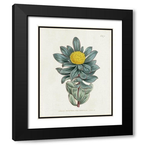 Protea N78 Black Modern Wood Framed Art Print with Double Matting by Donovan, Kelly