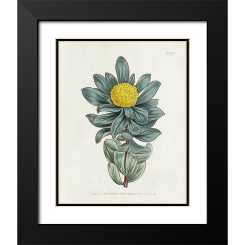 Protea N78 Black Modern Wood Framed Art Print with Double Matting by Donovan, Kelly