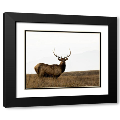National Bison Range Black Modern Wood Framed Art Print with Double Matting by Delimont, Danita