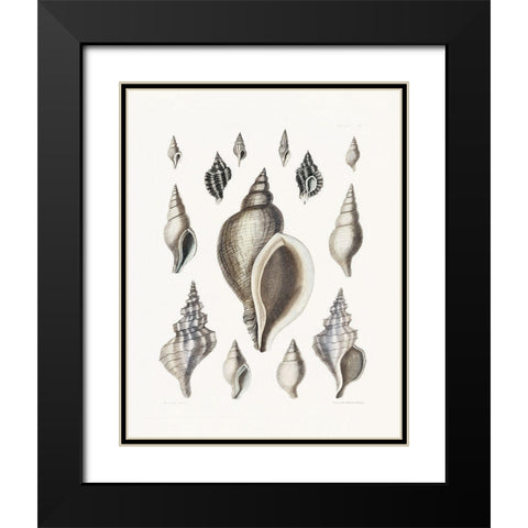 Vintage Shell II Black Modern Wood Framed Art Print with Double Matting by Donovan, Kelly