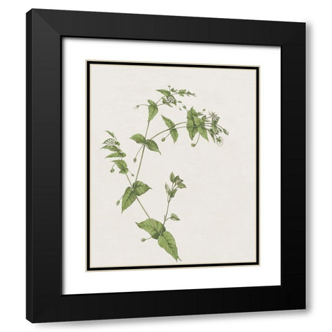 Wispy Botanical I Black Modern Wood Framed Art Print with Double Matting by Donovan, Kelly