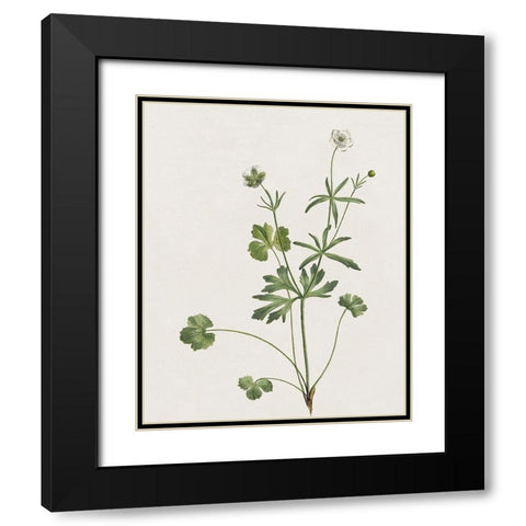 Wispy Botanical II Black Modern Wood Framed Art Print with Double Matting by Donovan, Kelly
