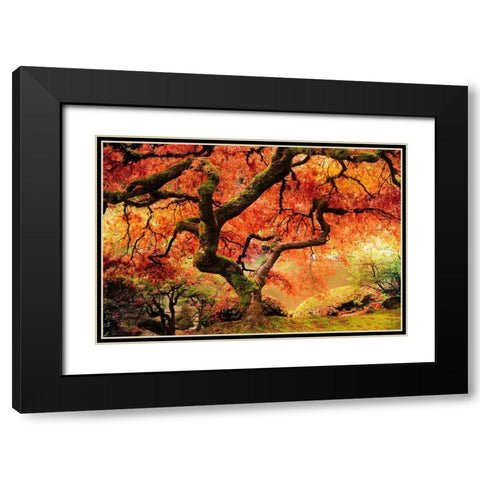 Autumn Symphony Black Modern Wood Framed Art Print with Double Matting by Delimont, Danita