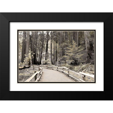 Solitude Path Black Modern Wood Framed Art Print with Double Matting by Delimont, Danita