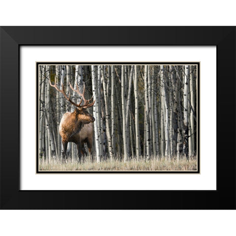 Rocky Mountain Moment Black Modern Wood Framed Art Print with Double Matting by Delimont, Danita