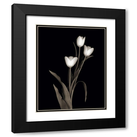 Tulip Pose I Black Modern Wood Framed Art Print with Double Matting by Delimont, Danita