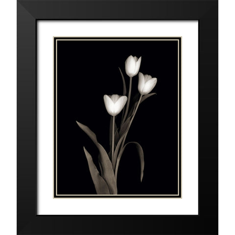 Tulip Pose I Black Modern Wood Framed Art Print with Double Matting by Delimont, Danita