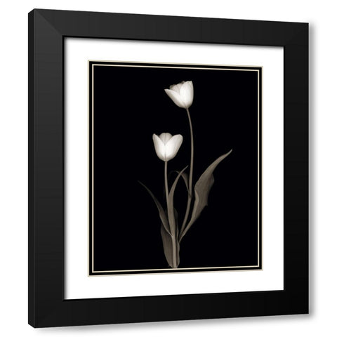Tulip Pose II Black Modern Wood Framed Art Print with Double Matting by Delimont, Danita