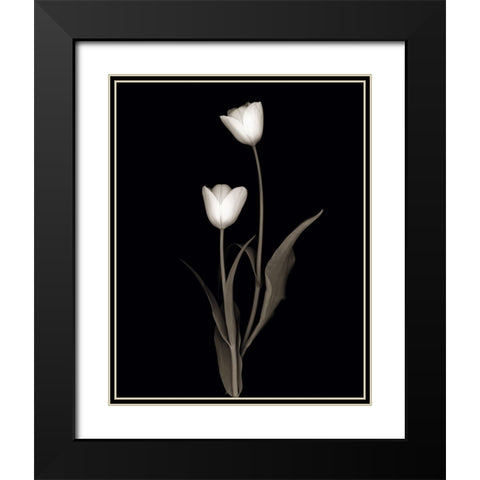 Tulip Pose II Black Modern Wood Framed Art Print with Double Matting by Delimont, Danita