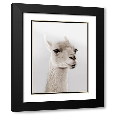 Soft Llama Black Modern Wood Framed Art Print with Double Matting by Delimont, Danita