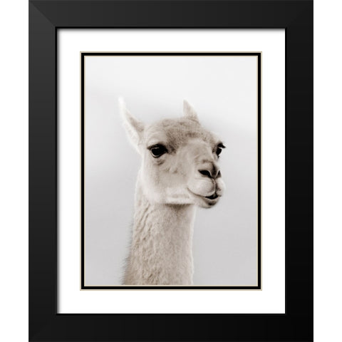 Soft Llama Black Modern Wood Framed Art Print with Double Matting by Delimont, Danita