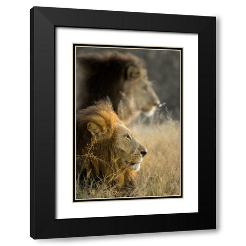Lions in Morning Black Modern Wood Framed Art Print with Double Matting by Delimont, Danita