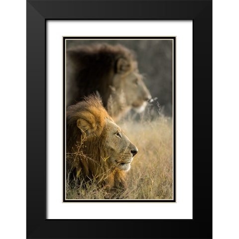 Lions in Morning Black Modern Wood Framed Art Print with Double Matting by Delimont, Danita