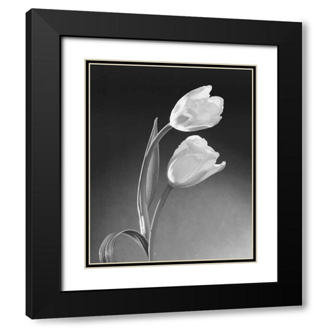 Tulip Duo Black Modern Wood Framed Art Print with Double Matting by Stefanich, Dick and Diane