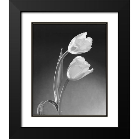 Tulip Duo Black Modern Wood Framed Art Print with Double Matting by Stefanich, Dick and Diane